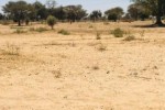 Terrain de 1,5 hectare Vers Ngoundiane Terrain de 1,5 hectare Vers Ngoundiane