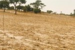 Terrain de 1,81 hectare vers Keur Samba Kane Terrain de 1,81 hectare vers Keur Samba Kane