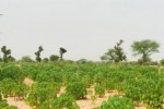 Terrain de 1,73 hectare vers Méouane Terrain de 1,73 hectare vers Méouane