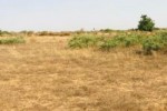 Terrain de 1,99 hectare vers Cherif Lô Terrain de 1,99 hectare vers Cherif Lô