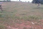 Terrain de 2 hectares vers Lompoul Terrain de 2 hectares vers Lompoul