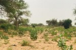 Terrain de 2,15 hectares vers Méouane Terrain de 2,15 hectares vers Méouane