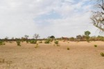 Terrain de 2,3 hectares vers Koungheul Terrain de 2,3 hectares vers Koungheul