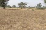 Terrain de 2,33 hectares vers Notto Diobass Terrain de 2,33 hectares vers Notto Diobass