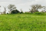 Terrain de 2,39 hectares vers Touba Toul Terrain de 2,39 hectares vers Touba Toul