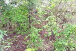 Verger de 1 hectare vers Kafountine Verger de 1 hectare vers Kafountine