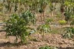 Verger Agricole de 1,12 hectare à Tassette Verger Agricole de 1,12 hectare à Tassette