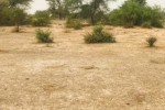 Terrain de 9,25 hectares vers Keur Samba Kane Terrain de 9,25 hectares vers Keur Samba Kane