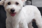 Chiens bichons Maltais Chiens bichons Maltais